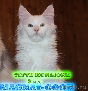Котята Гиганты породы Мейн Кун - Изображение #1, Объявление #921390