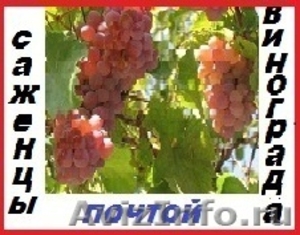 Саженцы винограда 2х летние 90 десертных  сортов-почтой. - Изображение #1, Объявление #1009084