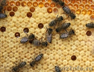 Продаются пчелосемьи разной силы; рамка Рута - Изображение #1, Объявление #1059873
