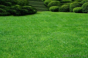 Рулонный, посевной газон в краснодаре, купить, цена. Озеленение - Изображение #2, Объявление #1057356