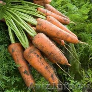 Морковь Реал Рекс оптом - Изображение #1, Объявление #1067319