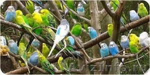 Недорого волнистые попугаи - Изображение #1, Объявление #1122767