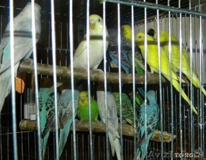 Продам волнистых попугаев оптом - Изображение #2, Объявление #1146875
