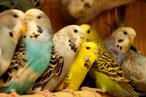 Продам волнистых попугаев оптом - Изображение #3, Объявление #1146875