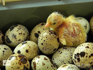 Инкубационное яйцо техасский перепел - Изображение #1, Объявление #1180218