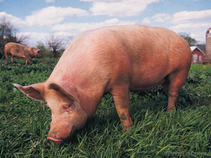 Недорогое мясо свинины - Изображение #3, Объявление #1179412