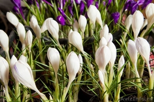 Крокусы – оптовая продажа цветов к 8 марта. - Изображение #2, Объявление #1188779