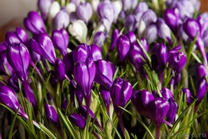 Крокусы – оптовая продажа цветов к 8 марта. - Изображение #1, Объявление #1188779
