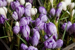 Крокусы – оптовая продажа цветов к 8 марта. - Изображение #3, Объявление #1188779