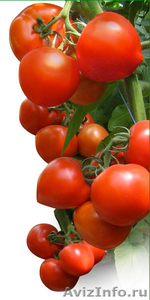 Семена Китано. Предлагаем купить семена томата ХИТОМАКС F1 - Изображение #2, Объявление #1214340