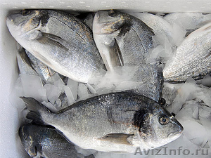 Свежемороженная рыба оптом и в розницу - Изображение #1, Объявление #1230083