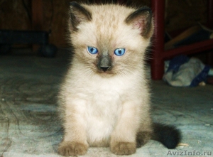 Сиамский котик приглашает кисочек на вязку - Изображение #4, Объявление #1251866