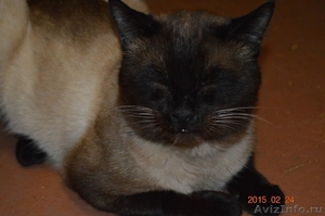 Сиамский котик приглашает кисочек на вязку - Изображение #2, Объявление #1251866