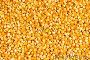 Зерно кукурузы закупаем круглогодично - Изображение #1, Объявление #1262189