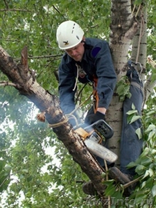 Спил деревьев Краснодар окажу услуги  по Обрезке деревьев. - Изображение #1, Объявление #1265060