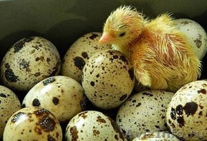 Яйцо инкубационное техасского перепела (бройлерная порода) - Изображение #1, Объявление #1281900