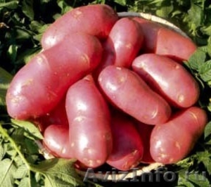 продам семенной картофель из Беларуси - Изображение #1, Объявление #1315238