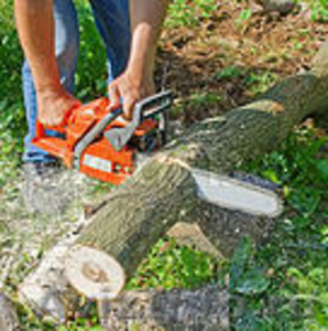 Пилим любой сложности деревья, обрезаем кусты санитарная обработка. - Изображение #1, Объявление #1364452