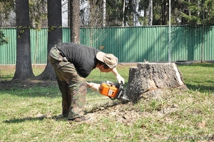 Пилим любой сложности деревья, обрезаем кусты санитарная обработка. - Изображение #2, Объявление #1364452
