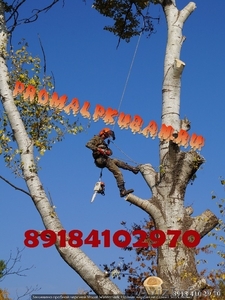 Спил деревьев Краснодар любой сложности Альпинист - Изображение #2, Объявление #1356975