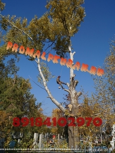 Спил деревьев на Кладбище Краснодар  Альпинист Мы профи в своем деле.  - Изображение #2, Объявление #1356977