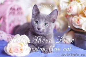 Русский голубой котенок от Чемпиона Мира   - Изображение #1, Объявление #1395581