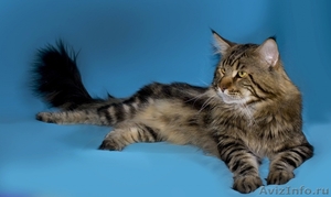 Котята мейн-кунов из питомника Президент - Изображение #3, Объявление #1453651