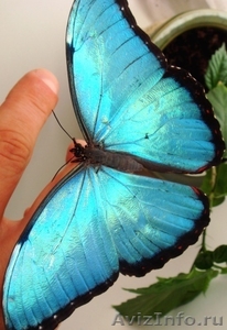 Продажа Живых тропических бабочек Голубых Морф - Изображение #1, Объявление #1513669