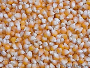 Кукуруза, зерно продаем франко-вагон FCA - Изображение #1, Объявление #1520483