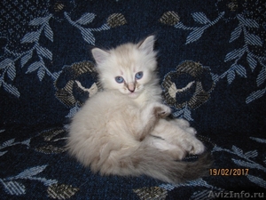 Котята породы невская маскарадная - Изображение #3, Объявление #1540058