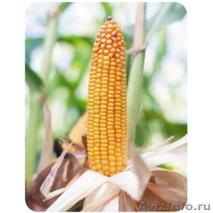 Семена кукурузы "Краснодарская 291" - Изображение #1, Объявление #1545937