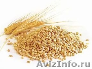 Пшеница 3-й, 4-й класс - Изображение #1, Объявление #1542016