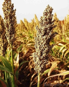 Семена сорго сахарного, зернового, суданкового - Изображение #1, Объявление #1526883