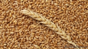 Пшеница, закупаем СРТ Темрюк - Изображение #1, Объявление #1520486