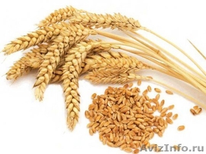 Пшеница 3-й класс - Изображение #1, Объявление #1560109