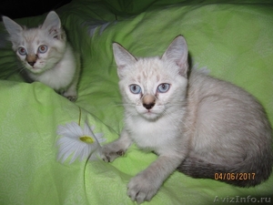Сиамские (тайские) котята - Изображение #3, Объявление #1563108