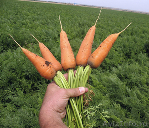 Оптово-овощная база от 30кг до 20 тонн ( картофель, лук, морковь) - Изображение #1, Объявление #1578833