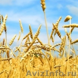 Семена озимой пшеницы Гром, Безостая 100, Алексеич, Таня, Юка и др. - Изображение #1, Объявление #1577098