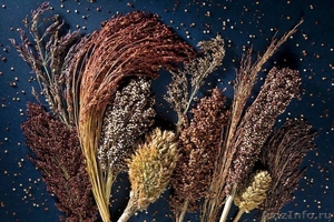 Семена сорго сахарного, зернового, суданкового - Изображение #1, Объявление #1591025