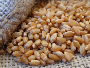 Семена яровой пшеницы Стан - Изображение #1, Объявление #1593805