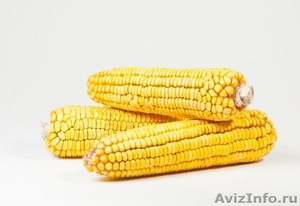 Семена кукурузы  - Изображение #1, Объявление #1593806