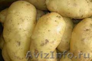  Семенной картофель из Беларуси - Изображение #1, Объявление #1599951