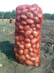 Продаю молодой картофель оптом в краснодарском крае,картофель оптом краснодар - Изображение #1, Объявление #1622823
