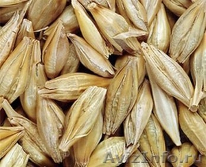 Семена ярового ячменя Вакула - Изображение #1, Объявление #1628240