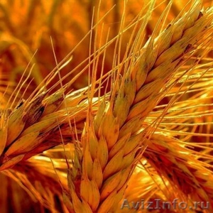 Семена яровой пшеницы Донская Элегия - Изображение #1, Объявление #1628241