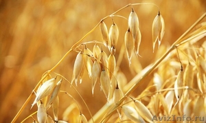 Семена ярового овса Конкур, Валдин-765 - Изображение #1, Объявление #1628239