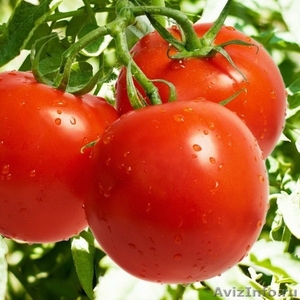 Продаем семена томатов в Краснодаре - Изображение #1, Объявление #1644091