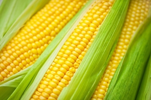 Семена кукурузы краснодар - Изображение #1, Объявление #1647732