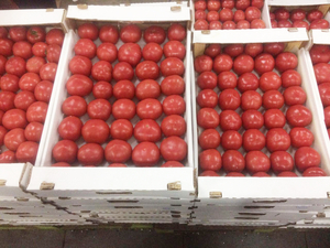 Продаем помидоры оптом в краснодарском крае,краснодарские помидоры оптом - Изображение #1, Объявление #1653610