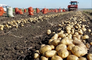 Продаем картофель оптом Краснодарский край.урожай 2019 - Изображение #1, Объявление #1658392